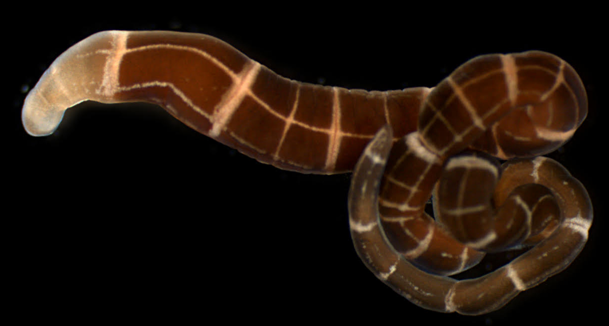 Scientists Find Worms That Recently Evolved The Ability To Regrow A ...